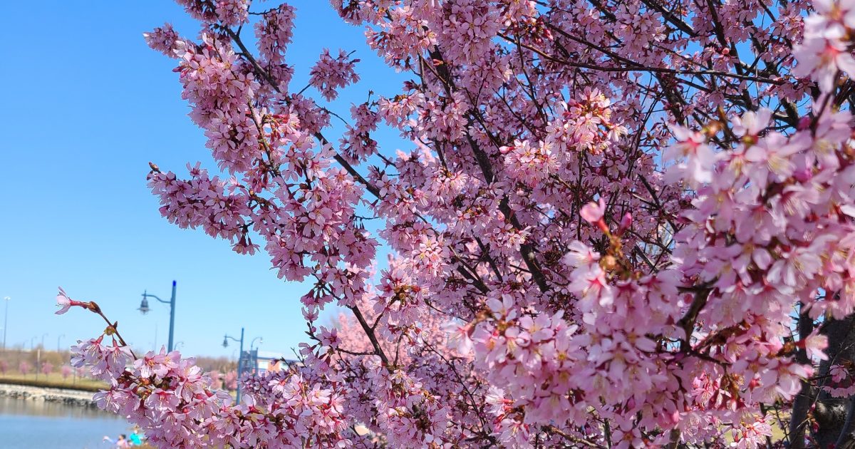 national cherry blossom
